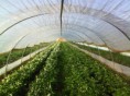 /album/galerie-de-photos-a-propos-de-nous/la-ferme-du-miech-champs-de-fraises-1-jpg/
